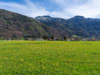 Aufblühende Löwenzahnwiese am Ortsrand Aschau